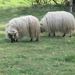 Ecologis Du Vignoble * Katzenthal