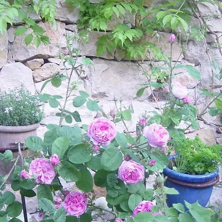 Eco-logis Du Vignoble * Katzenthal