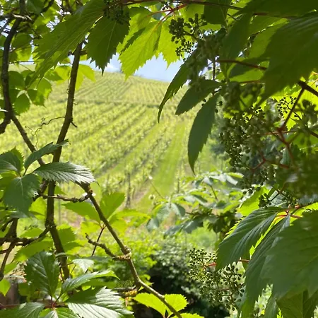 Ecologis Du Vignoble Katzenthal