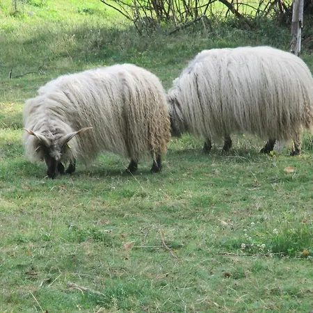 Eco-logis Du Vignoble * Katzenthal
