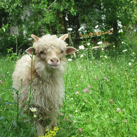 Eco-logis Du Vignoble Dom wakacyjny Katzenthal