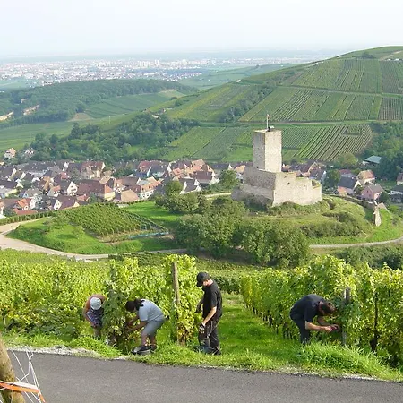 Eco-logis Du Vignoble 펜션 Katzenthal