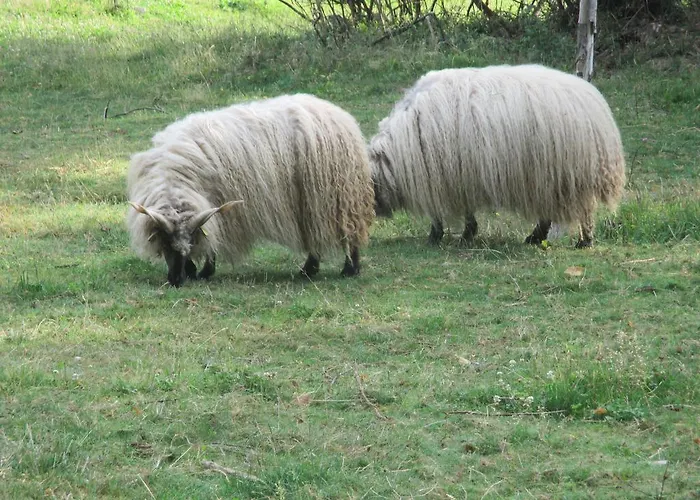 Eco-logis Du Vignoble * Katzenthal